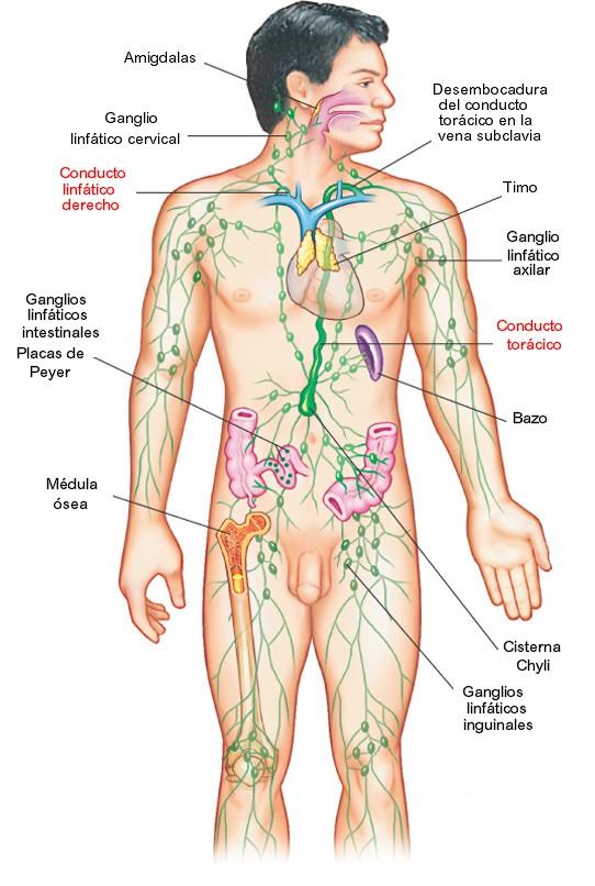 Anatomia del sistema linfático